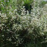 Erigeron annuus Συνήθη χαρακτηριστικά