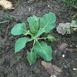 Brassica montana Habitatea