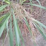 Cymbopogon nardus Fruto