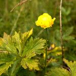 Trollius europaeus花