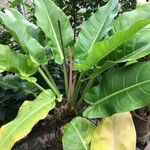 Philodendron melinonii Liść