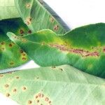 Citrus × latifolia Leaf