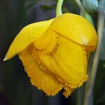 Calochortus amabilis Blüte