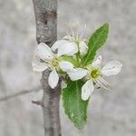 Prunus mahaleb Λουλούδι