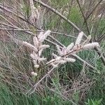 Tamarix africana Blüte