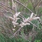 Tamarix africana Flower