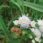 Ageratina glechonophylla Λουλούδι