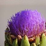 Cynara cardunculus Blomst