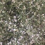 Retama monosperma Flower