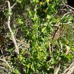 Adenocarpus telonensis 葉