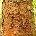 Afzelia bipindensis Casca