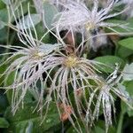 Clematis orientalis Hedelmä