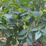 Eranthemum pulchellum Hábitos