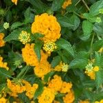 Lantana camaraFlower