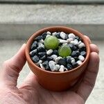 Conophytum burgeri Leaf