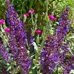 Salvia × digenea