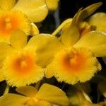 Dendrobium chrysotoxum फूल