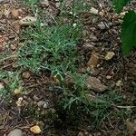 Leucanthemum monspeliense Blad