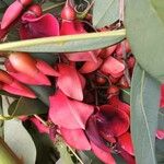 Erythrina fusca Квітка