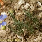 Linum leonii Habit