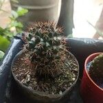 Mammillaria voburnensis Flower