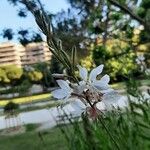 Oenothera gauraപുഷ്പം