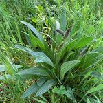 Plantago lanceolataBlatt