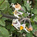 Solanum douglasii Кветка