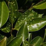 Myrcianthes fragrans Leaf