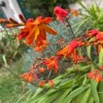 Crocosmia x crocosmiiflora Flor