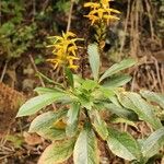 Digitalis canariensis Habit