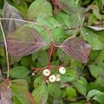 Cornus racemosa Frucht