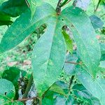 Passiflora platyloba Blad