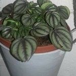 Peperomia argyreia Лист