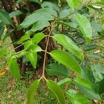 Syzygium grande Folha