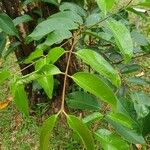 Syzygium grande Hoja