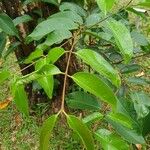 Syzygium grande