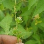 Astraea lobata Fruit