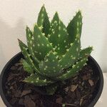 Aloe perfoliataLeaf