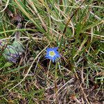 Gentiana sedifolia Hábito