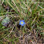 Gentiana sedifolia Συνήθη χαρακτηριστικά