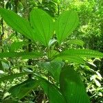 Miconia laxivenula Celota