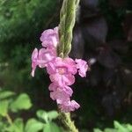 Stachytarpheta mutabilis फूल