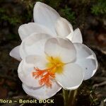 Crocus cancellatus ফুল