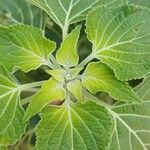 Salvia tiliifolia Leaf