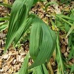 Veratrum nigrum Blatt