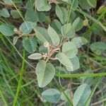 Croton punctatus Leaf