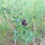 Medicago sativaŽiedas