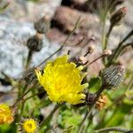 Hieracium amplexicaule Blüte