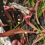 Sarracenia psittacina Yaprak